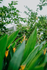 tropical leaves colorful flower in flower bird on nature background dark green foliage nature