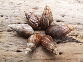 Snail's shells have left in the natural when snails died.