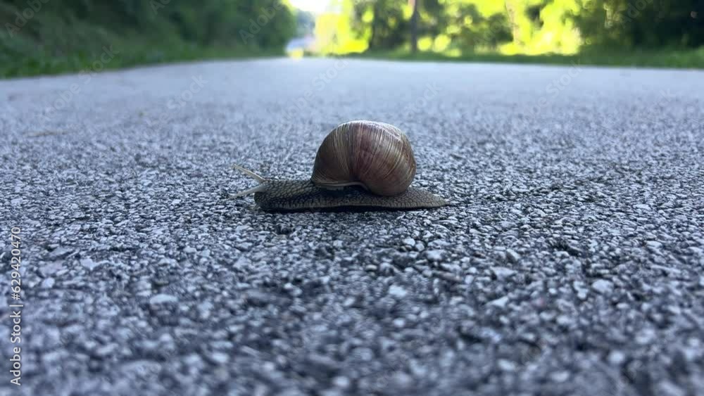 Poster a close-up shot of a small snail with a spiral shell crawling slowly across a paved road in daylight