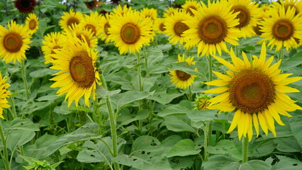 Sunflowers can be seen in the summer