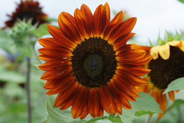 The flowers are starting to bloom