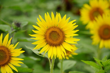 Sunflowers can be seen in the summer