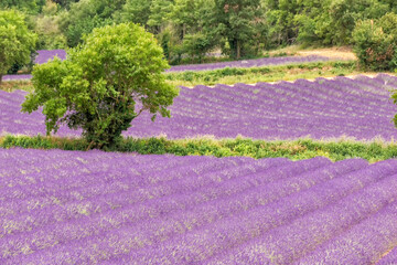 field with lavender in southern France