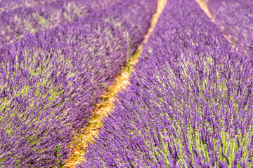 Fototapeta premium field with lavender in southern France