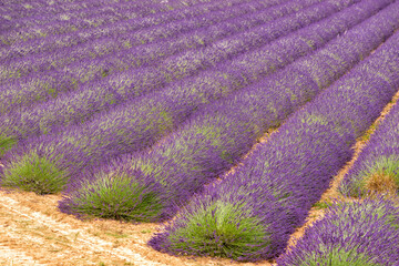 Fototapeta na wymiar field with lavender in southern France