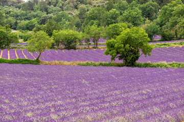 field with lavender in southern France