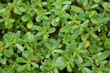 top photo of portulaca leaves as background, green portulaca leaves as background