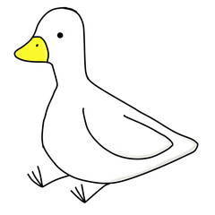 White duck picture for download