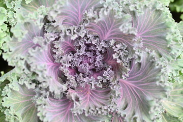 photo of purple cabbage leaves as a background