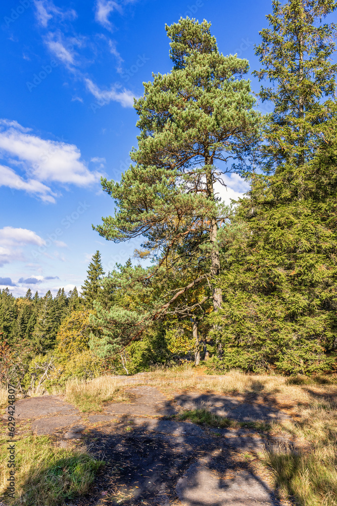 Sticker Old Pine tree at a forest a sunny day in autumn