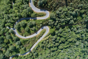 Overhead aerial view of a curvy road on a mountain with oak forest