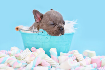 Sleeping French Bulldog dog puppy in bucket on blue background with marshmallow sweets © Firn