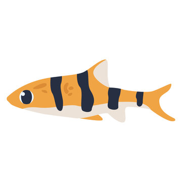 Tigerfish Fish 2D Color Illustrations