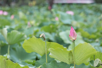 Obraz na płótnie Canvas A deep pink lotus flower bud found in a pond. Nelumbo nucifera