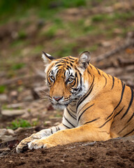 eye level shot of wild male bengal tiger or panthera tigris close up or portrait with eye contact in hot summer season safari at ranthambore national park forest reserve sawai madhopur rajasthan india