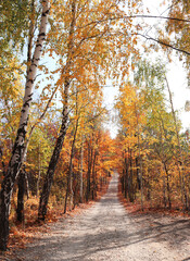 Fototapeta premium Calm fall season. Beautiful landscape with road in autumn forest. Maple and birch trees with yellow leaves and footpath in the woodland in sunny day