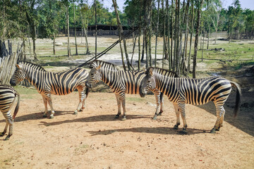 Fototapeta na wymiar A herd of zebras standing still for spectators to see in Phu Quoc Vinpearl Safari