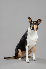 young tricolor smooth collie dog sitting portrait in the studio on a grey background