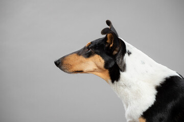 young tricolor smooth collie dog sitting head profile portrait in the studio on a grey background