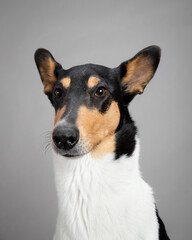 Naklejka na ściany i meble young tricolor smooth collie dog sitting head portrait in the studio on a grey background