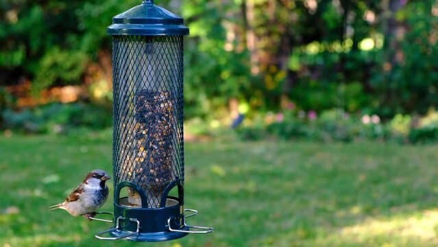 Witness chicadee, nuthatches, finches, sparrows, and more wild birds flock to a seed-filled birdfeeder in a tranquil green backdrop. Lush green suburban backyard setting offers a tranquil background.