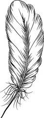 Hand Drawn Feather Illustration Vector