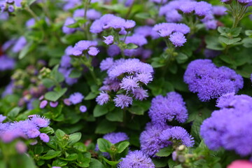 texture of violet colours as background, sustainability concept 