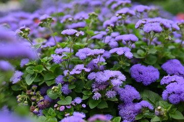 texture of violet colours as background, sustainability concept 
