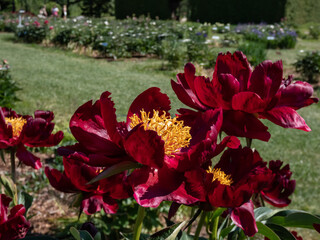 Peony (Paeonia lactiflora) 'Red Romance' with bright crimson outer petals with