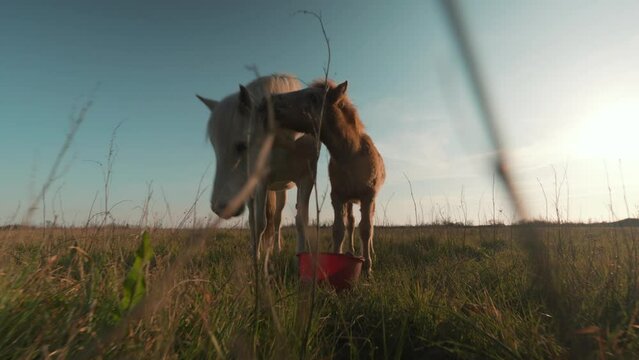 Slow motion low dolly shot showing a mother and foal eating together from a bucket