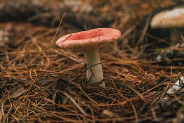 Photo of various mushrooms found in the forest