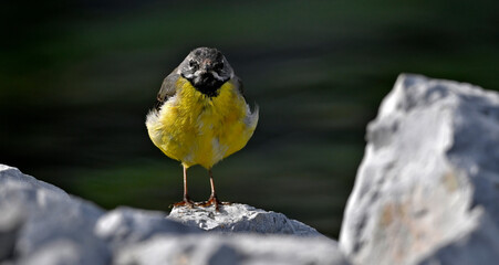 junge Gebirgsstelze // young Grey wagtail (Motacilla cinerea)