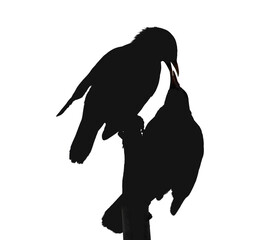 Two black bird silhouettes on white isolated background. Crows kiss, feeding each other on branch. Valentine's day love, gloomy Halloween. Copy space