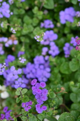 texture of violet colours as background, sustainability concept 