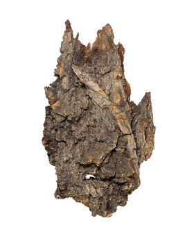 Texture tree bark on white isolated background, top view. Natural material, podium for product. Design element. Woodland Spirit face. Copy space
