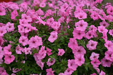 pink petunia flowers close-up, soft pink background from flowers	
