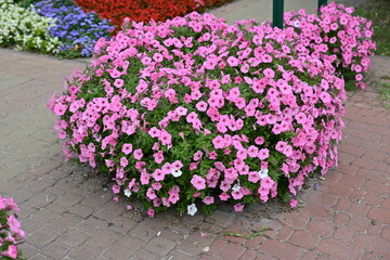 pink petunia flowers close-up, soft pink background from flowers	
