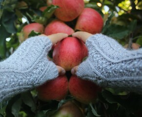 Handmade beaded mittens holding red apple from orchard