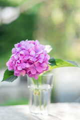 Hydrangea flower in a vase on a blurred background of nature, bokeh. vertical photo