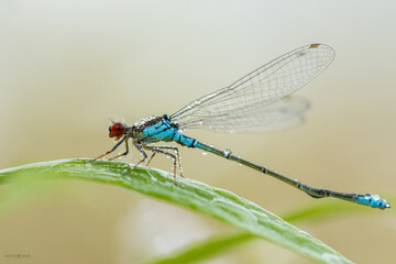 Blue damselfly covered with moisture sitting on the green leaf waiting until her wings will dry. Zygoptera, wildlife, Slovakia.