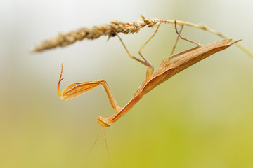 Mantis hanging on the blade of grass upside down with the front legs stretched forward. European mantis, Mantis religiosa, wildlife, Slovakia.