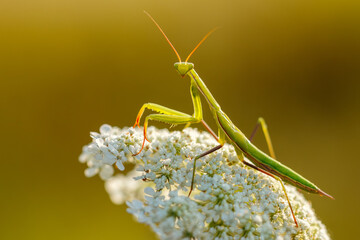 Male mantis posing on the top of the white flower, looking into the camera. European mantis, Mantis religiosa, wildlife, Slovakia. 