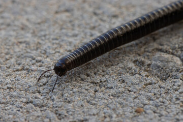 macro photo of millipede