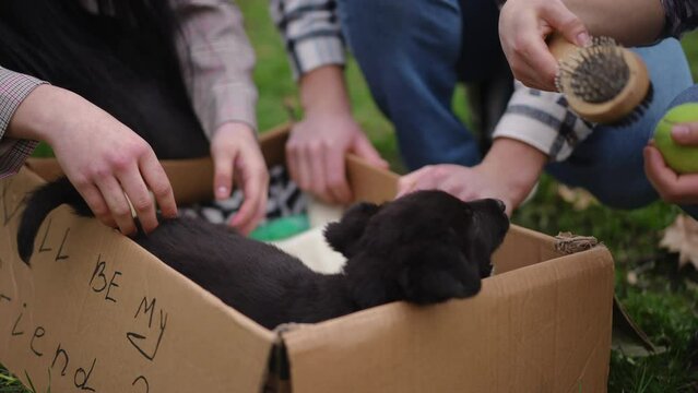 Curious hyperactive puppy in cardboard box playing with male and female hands stroking caressing animal. Portrait of charming adorable homeless pet searching owner with volunteers