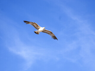 Yellow-legged gull, Larus michahellis, in flight over the sea, Greece