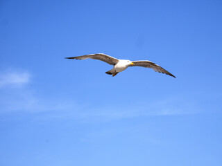 Fototapeta na wymiar Yellow-legged gull, Larus michahellis, in flight over the sea, Greece