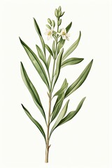 Obraz premium A long, thin-stemmed plant captured in close-up. (Generative AI)