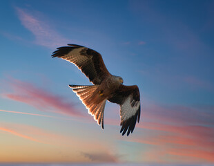 eagle in flight