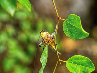 A detail of an interesting grasshopper on a green twig, Greece