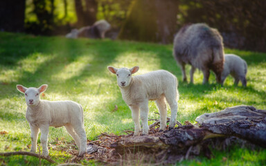 sheep and lamb